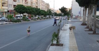 Sokak Köpekleri Vatandaşların Korkulu Rüyası Oldu