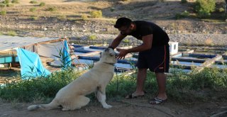 Kangal Köpeği Sıcaktan Korunmak İçin Çukur Kazdı