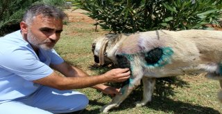 Otomobilin Arkasına Bağlanan Köpek Bakıma Alındı