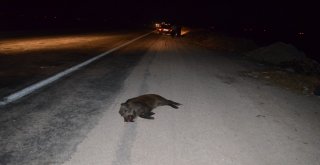 Yola Çıkan Domuz Sürüsü Zincirleme Kazaya Neden Oldu