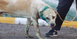 Antalyada Çoban Köpeği Tabanca İle Vuruldu