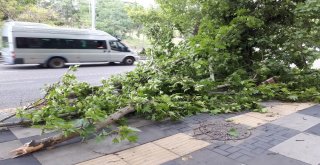 Başkentte Fırtınada Ağaçlar Devrildi