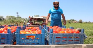 Bafra Ovasında Karpuz Ve Domates Hasadı