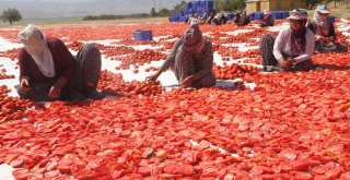 Tonlarca Domates Kurutulup Dünyaya Satılıyor