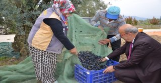 İznikte Zeytin Hasadı Başladı