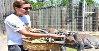 Yaramaz Lemurlar Doğal Besleniyor