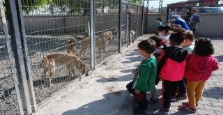 Öğrenciler Yavru Köpekleri Doyasıya Sevdi