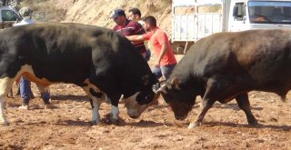 Aydında Boğa Güreşleri Sezonu Başladı