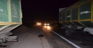 Yola Çıkan Domuz Sürüsü Zincirleme Kazaya Neden Oldu