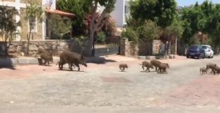 Tatil Cennetinde Domuzlar Şehre İndi