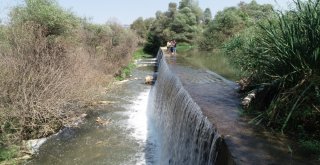 İnegölde Balık Katliamı