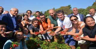 Gastronomi Festivali Biber Hasadı İle Başladı