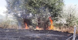 Otluk Yangını Ağaçlara Zarar Verdi