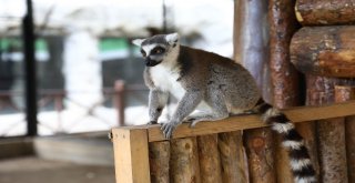 Hayvan Parkındaki Lemurlar İlgi Odağı Oldu