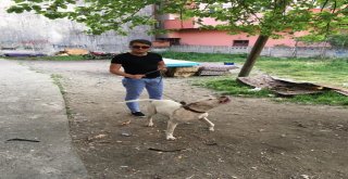 Zonguldakta Vahşet, Köpeğe Susturuculu İnfaz