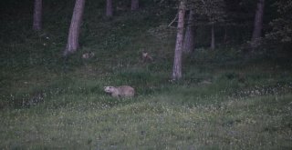 Boz Ayılar Sarıkamışta Görüntülendi