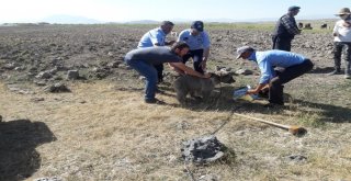 Yiyecek Arayan Yavru Ayının Kafası Tenekeye Sıkıştı