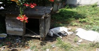 Zonguldakta Vahşet, Köpeğe Susturuculu İnfaz