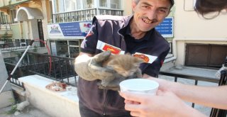 Gece Kurtarılan Yavru Kedi Tekrar Aynı Araçta Mahsur Kaldı