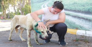 Antalyada Çoban Köpeği Tabanca İle Vuruldu