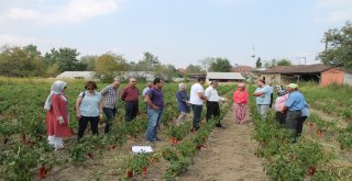 Acıkanın Olmazsa Olmazı Kapya Biber