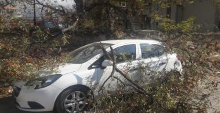 Rüzgarda Kırılan Dal Otomobilin Üzerine Düştü