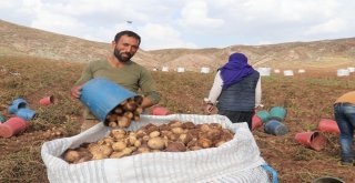 Sezonun Son Patates Hasadı Sürüyor