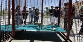 Sokak Hayvanları  İçin Tasarladılar