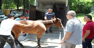 Ölüme Terk Edilen Atı Hayata Bağladılar