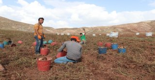 Sezonun Son Patates Hasadı Sürüyor