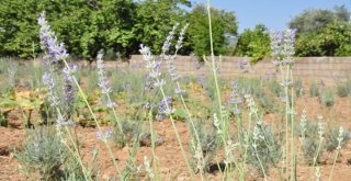 Milasta Lavanta Rüzgârı Esiyor