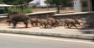 Tatil Cennetinde Domuzlar Şehre İndi