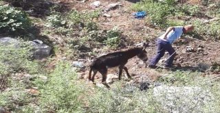 Mahsur Kalan Eşeği İtfaiye Kurtardı