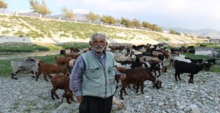 Suyu Çekilen Asi Nehri Küçükbaş Hayvanların Mekanı Oldu