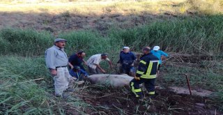 Çamura Saplanan İnekleri İtfaiye Kurtardı