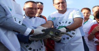 Tedavisi Tamamlanan Deniz Kaplumbağaları Denize Salındı