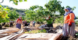 Mersinde Antepfıstığı Hasadı Yüzleri Güldürüyor