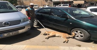 Birecikte Başıboş Köpekler Bayıltılarak Barınaklara Götürüldü