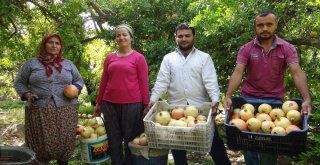 Tescilli Nar Hasadı Başladı