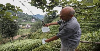 Rizede Çaydan Sonra Suya Da Teleferikle Çözüm