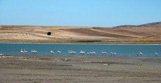 Flamingolar Beslenmek İçin Yozgattaki Gelingüllü Barajına Geldi