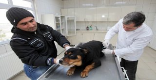 Yenimahallede 193 Köpek Sahiplendirildi