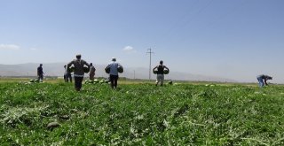 Muş Ekonomisine 60 Milyon Tllik Karpuz Katkısı