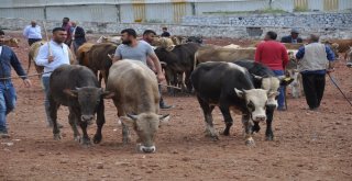 Karsta Kurbanlıklar Pazara İndi