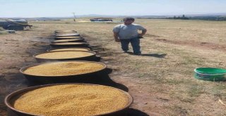 Bulgur Kaynatma Sezonu Başladı