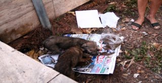 Düştükleri Su Kanalından Kurtarılan Yavru Köpeklerin Anne Sevinci