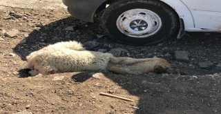 Sıcakta Köpeğe Kuzu Postu Giydirdiler