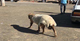 Sıcakta Köpeğe Kuzu Postu Giydirdiler