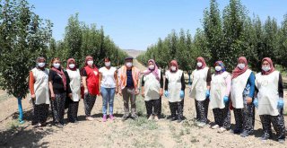 KORKUTELİ'DE KADIN ÜRETİCİLERİN SİYEZ HASADI MUTLULUĞU