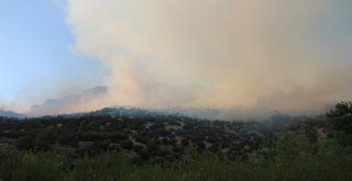 Mersinde Zeytinlik Ve Ormanlık Alanda Yangın